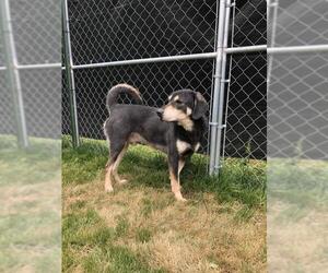 Mutt Dogs for adoption in Thomasville, NC, USA