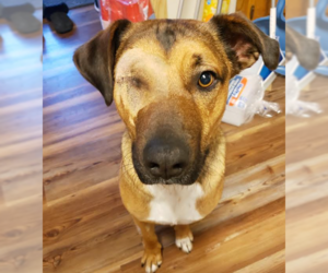 Mutt Dogs for adoption in Brooklyn Center, MN, USA