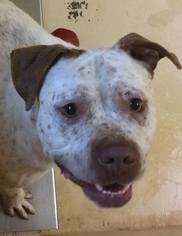 American Pit Bull Terrier-Unknown Mix Dogs for adoption in Loudon, TN, USA
