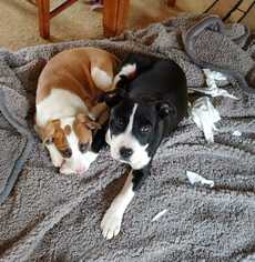 Boxador Dogs for adoption in Boston, MA, USA