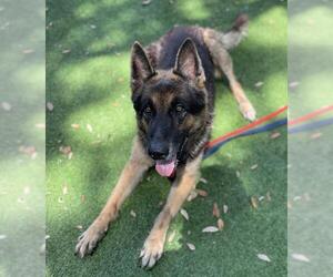 German Shepherd Dog Dogs for adoption in Palmetto, FL, USA