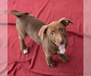 Colonial Cocker Spaniel-Unknown Mix Dogs for adoption in San Diego, CA, USA
