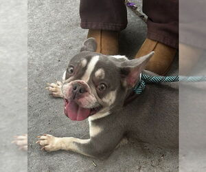 French Bulldog-Unknown Mix Dogs for adoption in Alameda, CA, USA
