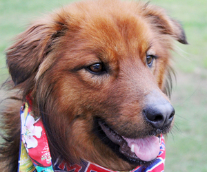 View Ad: Chow Chow-Golden Retriever Mix Dog for Adoption ...