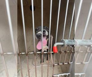 American Pit Bull Terrier-Unknown Mix Dogs for adoption in Oklahoma City, OK, USA