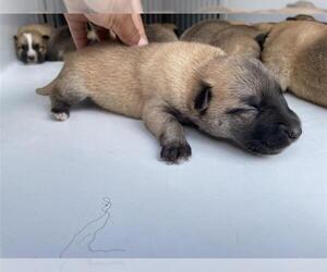 Labrador Retriever Dogs for adoption in Houston, TX, USA