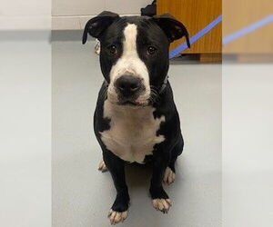 Mutt Dogs for adoption in St. Cloud, FL, USA