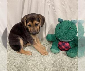 Treeing Walker Coonhound-Unknown Mix Dogs for adoption in Modesto, CA, USA