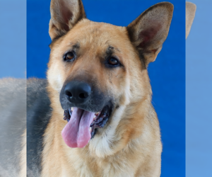 German Shepherd Dog Dogs for adoption in Pasadena, CA, USA