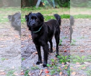 Pomeranian-Unknown Mix Dogs for adoption in Sanford, FL, USA