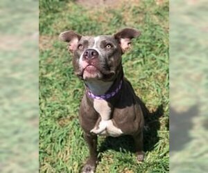 American Pit Bull Terrier-Blue Lacy Mix Dogs for adoption in Humble, TX, USA