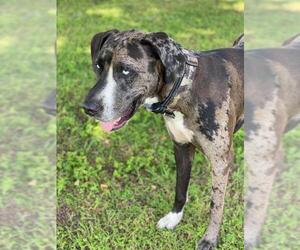 Great Dane-Unknown Mix Dogs for adoption in Thonotosassa, FL, USA