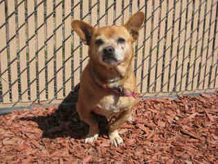Chihuahua Dogs for adoption in Norco, CA, USA