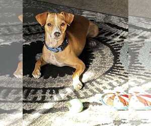 Jack Russell Terrier-Unknown Mix Dogs for adoption in La Verne, CA, USA