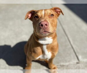 American Pit Bull Terrier Dogs for adoption in Martinez, CA, USA