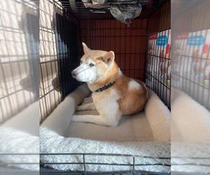 Shiba Inu Dogs for adoption in COLUMBIA, MD, USA