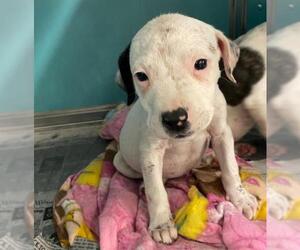 American Staffordshire Terrier-Unknown Mix Dogs for adoption in San Antonio, TX, USA