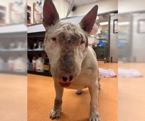 Bull Terrier Dogs for adoption in Martinez, CA, USA