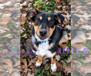 Medium Photo #1 Mutt Puppy For Sale in Omaha, NE, USA