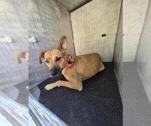 Black Mouth Cur Dogs for adoption in San Antonio, TX, USA