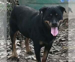 Rottweiler Dogs for adoption in Rockdale, TX, USA