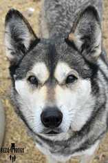 Alaskan Malamute Dogs for adoption in Dodson, MT, USA