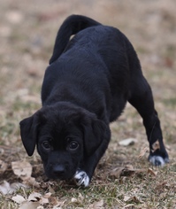 Jug Dogs for adoption in Mechanicsburg, PA, USA