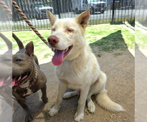 German Shepherd Dog-Unknown Mix Dogs for adoption in Long Beach, CA, USA