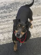 Miniature Pinscher Dogs for adoption in Howell, MI, USA