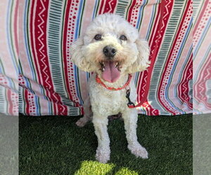 Poochon Dogs for adoption in San Diego , CA, USA