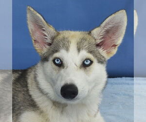 Siberian Husky Dogs for adoption in Pasadena, CA, USA