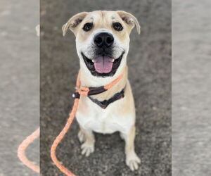 Staffordshire Bull Terrier-Unknown Mix Dogs for adoption in Woodland, CA, USA