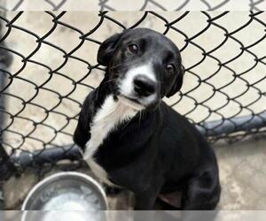 Labrador Retriever-Unknown Mix Dogs for adoption in Tulsa, OK, USA