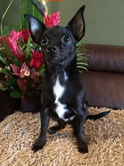 Chihuahua-Unknown Mix Dogs for adoption in Leduc, Alberta, Canada