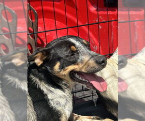 Mutt Dogs for adoption in San Bernardino, CA, USA