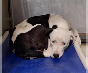 Catahoula Leopard Dog-Unknown Mix Dogs for adoption in Bakersfield, CA, USA