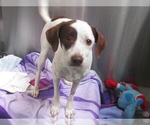 Parson Russell Terrier-Pointer Mix Dogs for adoption in Orange, CA, USA
