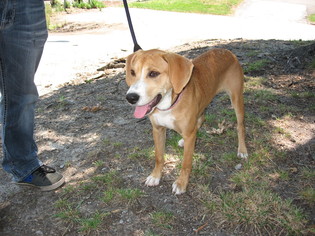 Black Mouth Cur-Unknown Mix Dogs for adoption in Concord, NC, USA