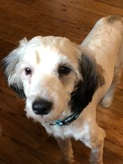 Tibetan Terrier Dogs for adoption in Newport, KY, USA