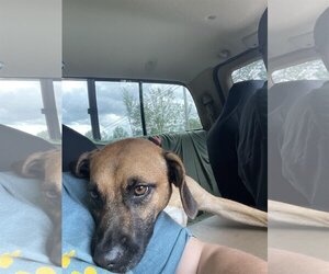 Labrador Retriever-Pug Mix Dogs for adoption in Essex, VT, USA