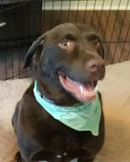 Labrador Retriever Dogs for adoption in Peachtree City, GA, USA