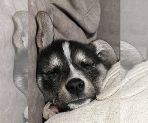 German Shepherd Dog-Siberian Husky Mix Dogs for adoption in Montgomery, AL, USA