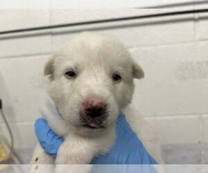 German Shepherd Dog-Unknown Mix Dogs for adoption in San Bernardino, CA, USA