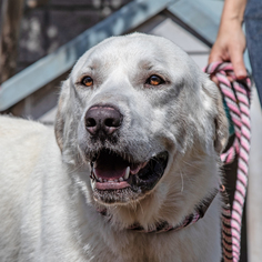 Great Pyrenees Dogs for adoption in Rowlett, TX, USA
