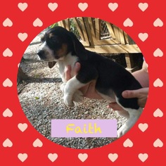 Treeing Walker Coonhound Dogs for adoption in Roxboro, NC, USA