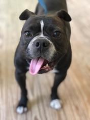 Free-Lance Bulldog Dogs for adoption in Tallahassee, FL, USA