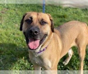 Mastiff-Unknown Mix Dogs for adoption in McKinleyville, CA, USA