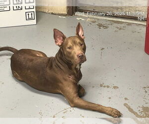 American Pit Bull Terrier-Labrador Retriever Mix Dogs for adoption in Ocala, FL, USA