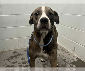 Labrador Retriever-Plott Hound Mix Dogs for adoption in Tavares, FL, USA