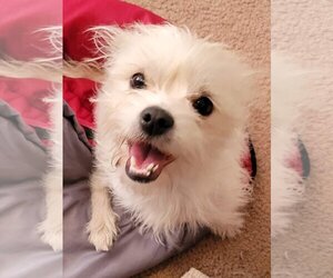 Shih Tzu-Unknown Mix Dogs for adoption in Turlock, CA, USA